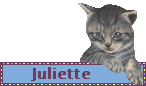 mini questionnaire (Juliette )